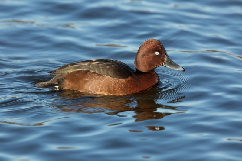 Moretta tabaccata (Aythya nyroca)